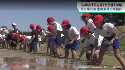 画像：【 khb東日本放送ニュース 】ふゆみずたんぼで小学生が田植え　環境づくりを学ぶ　宮城・登米市